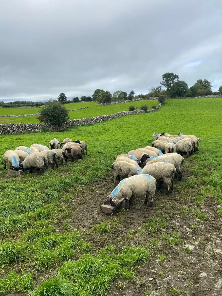 Ewe and Ram Lambs For Sale - Image 1