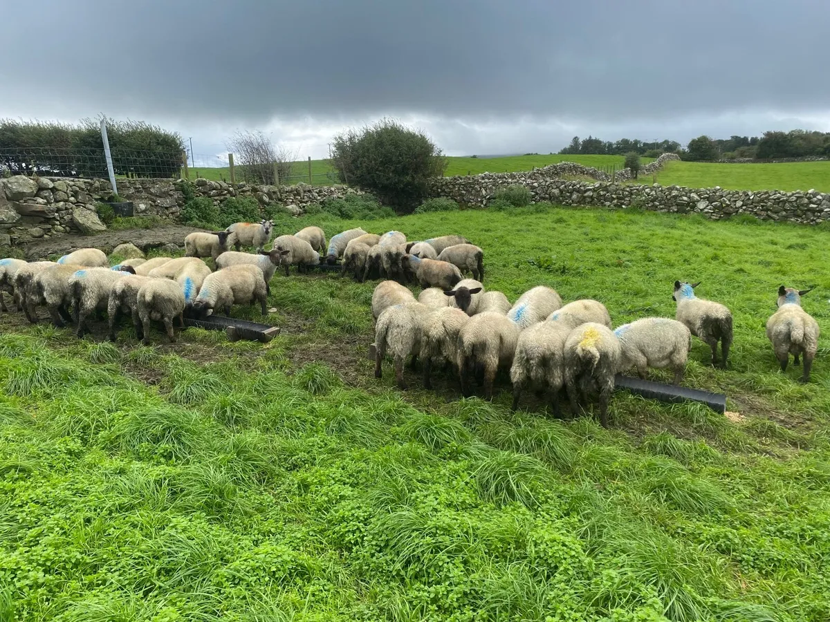 Ewe and Ram Lambs For Sale - Image 2