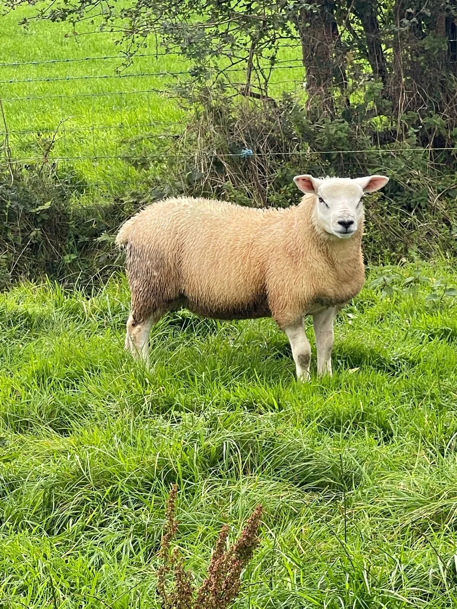 PBR Texel Ram lamb & Suftex Ram Lamb - Image 2