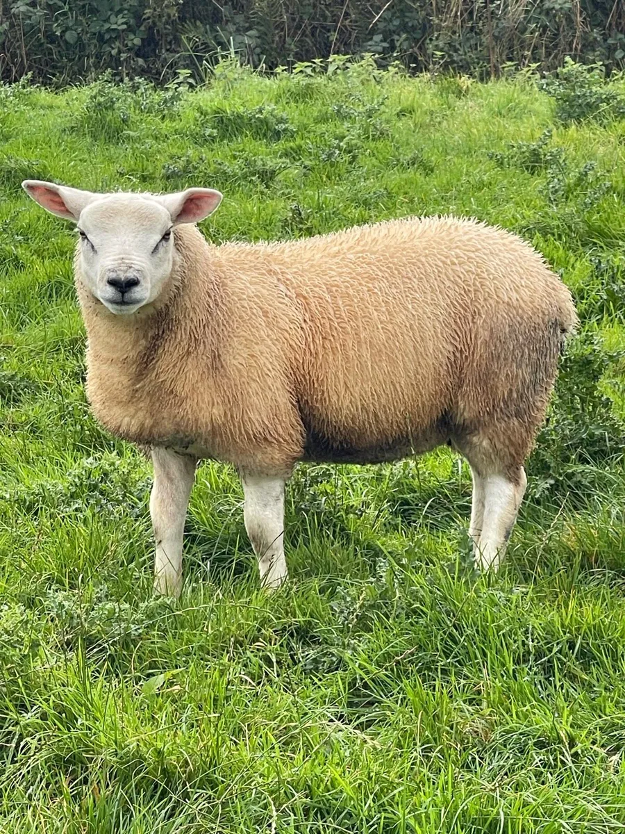 PBR Texel Ram lamb & Suftex Ram Lamb - Image 1