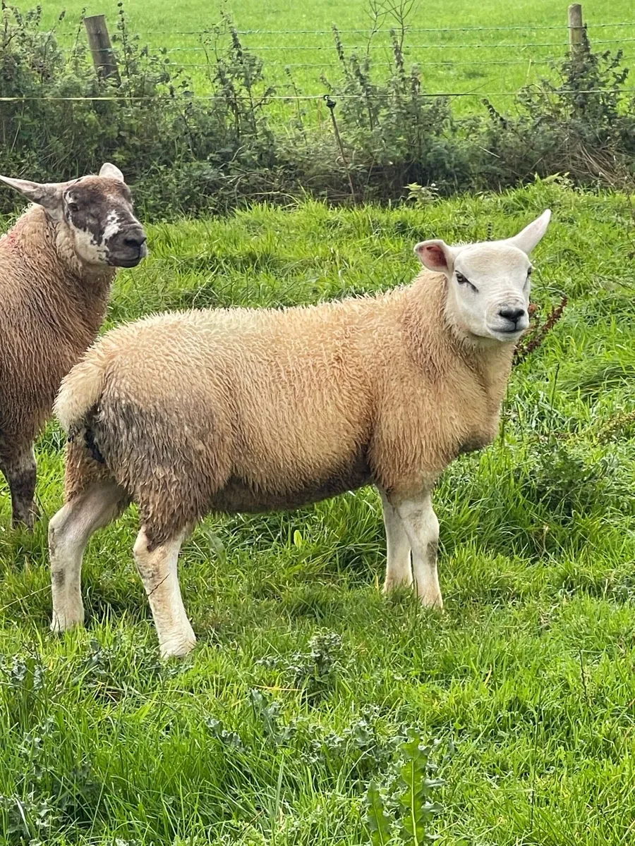 PBR Texel Ram lamb & Suftex Ram Lamb - Image 3