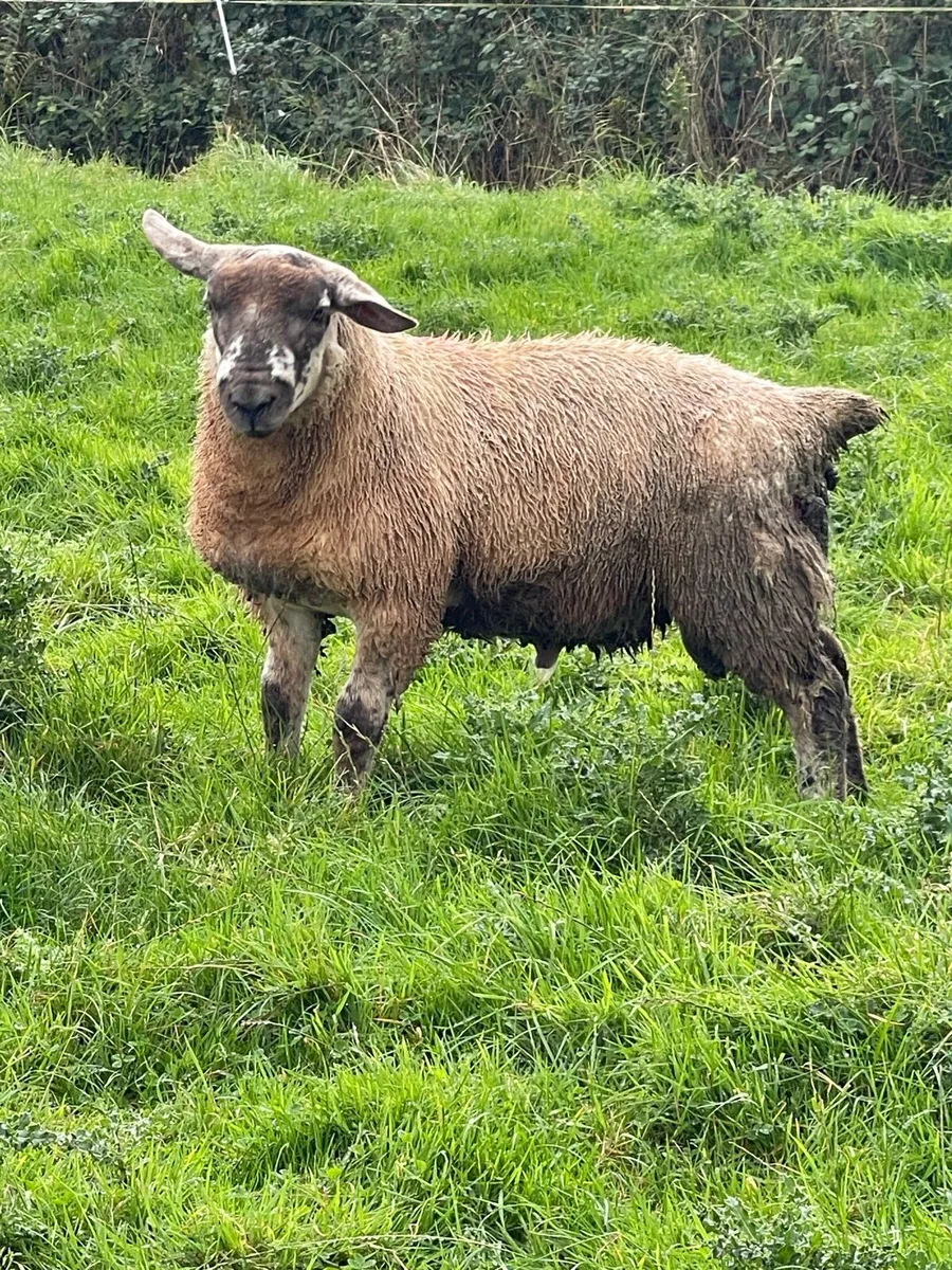 PBR Texel Ram lamb & Suftex Ram Lamb - Image 4