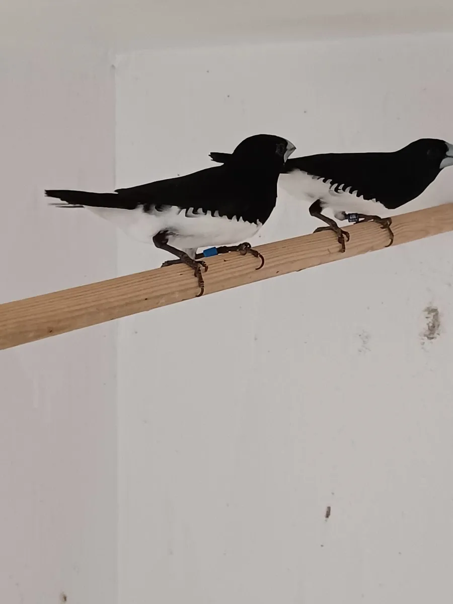 Finches for Sale - Image 1