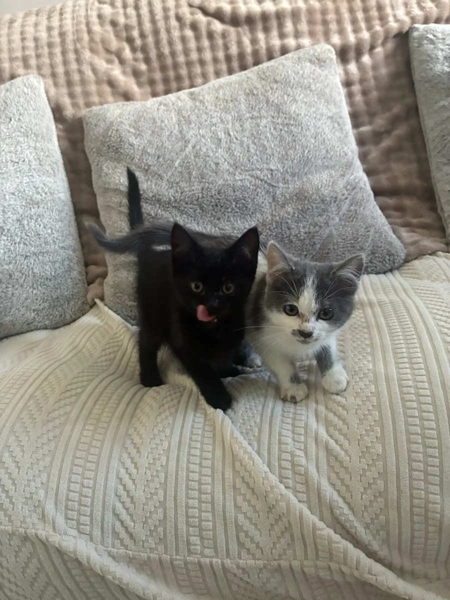 Beautiful kittens - Image 2