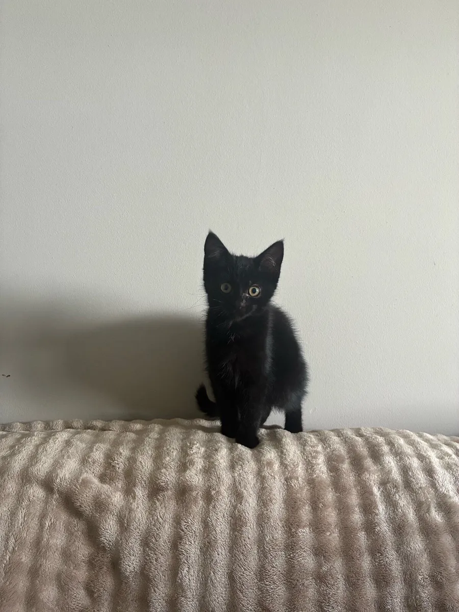 Beautiful kittens - Image 3