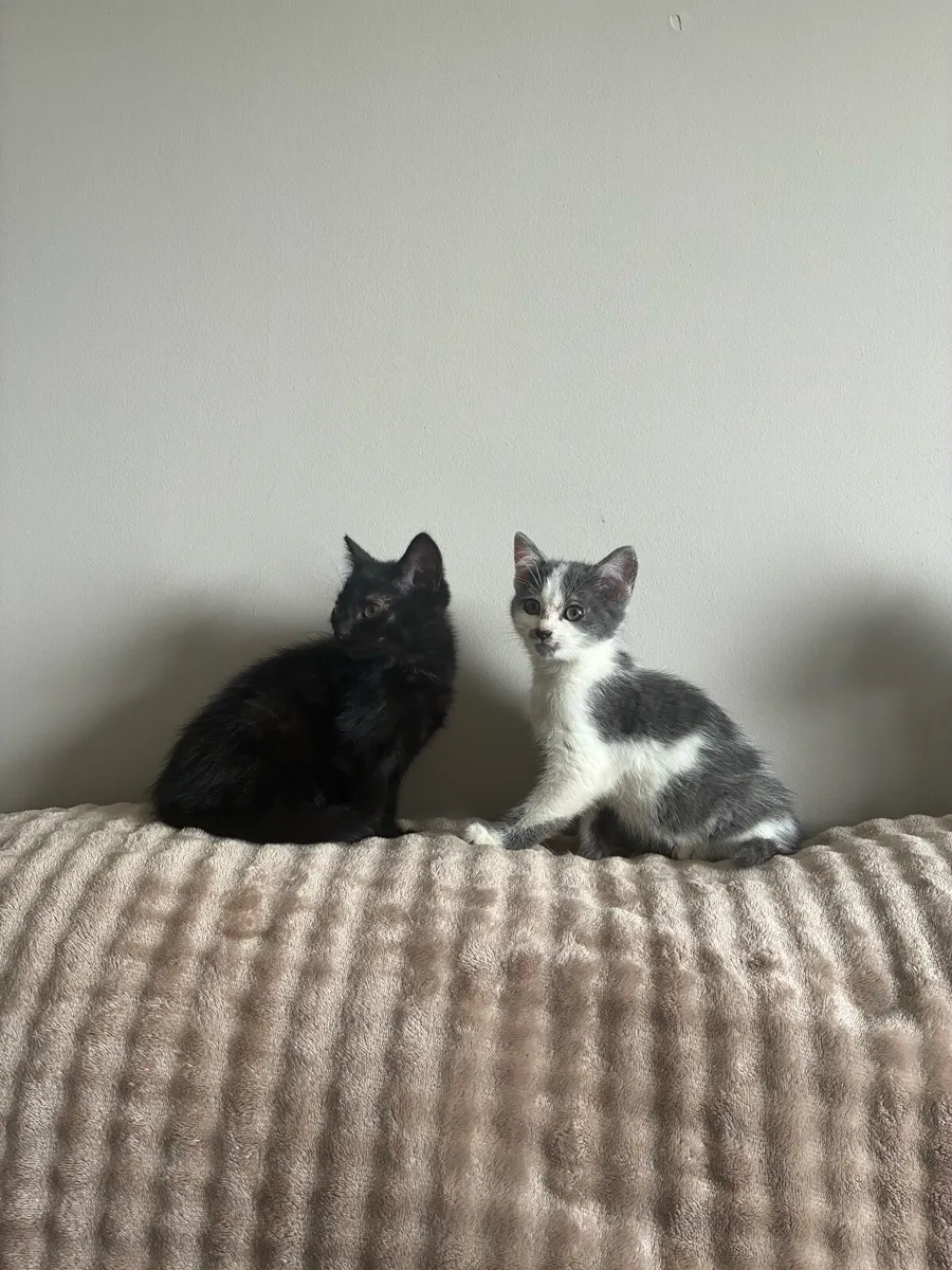 Beautiful kittens - Image 1