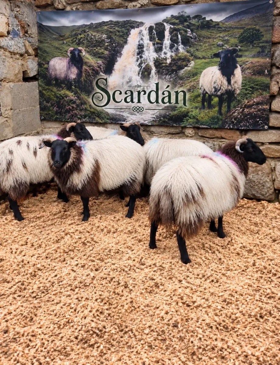 Scardán - Image 1