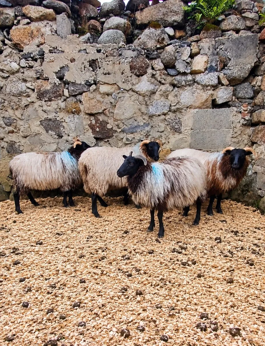 Scardán - Image 3