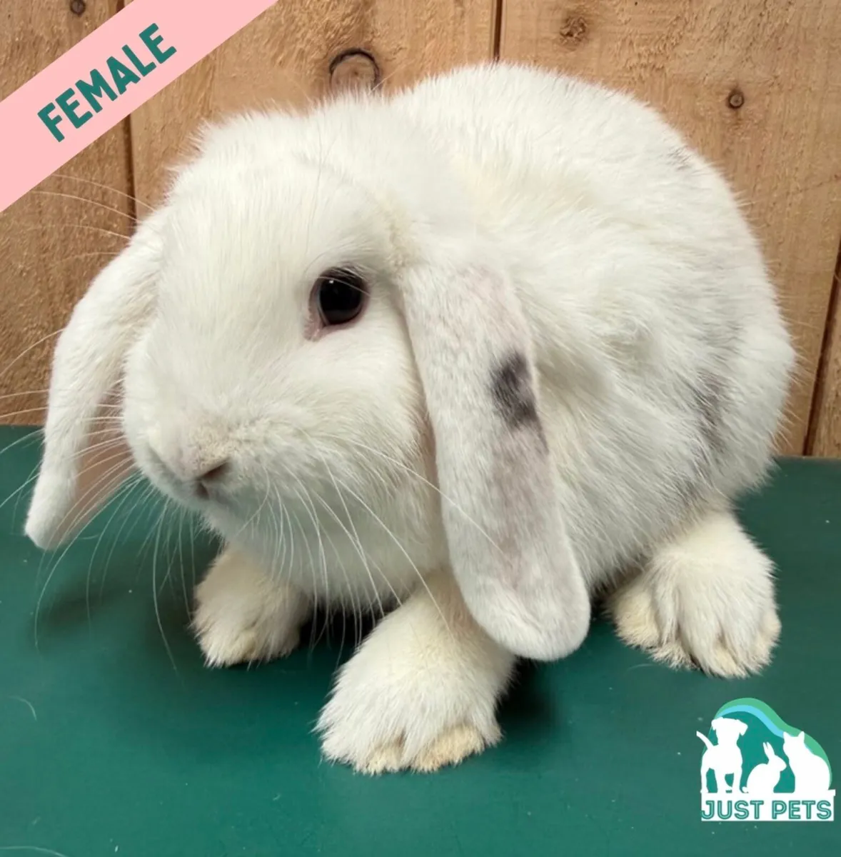 Pedigree Mini Lop Bunnies - Image 2
