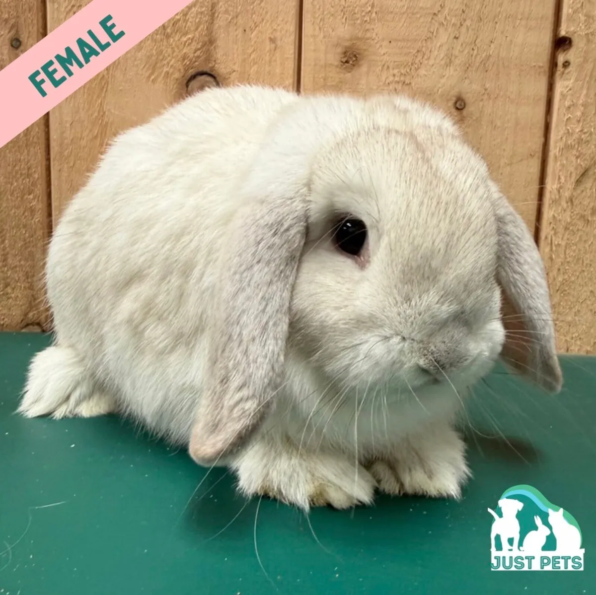 Pedigree Mini Lop Bunnies - Image 1