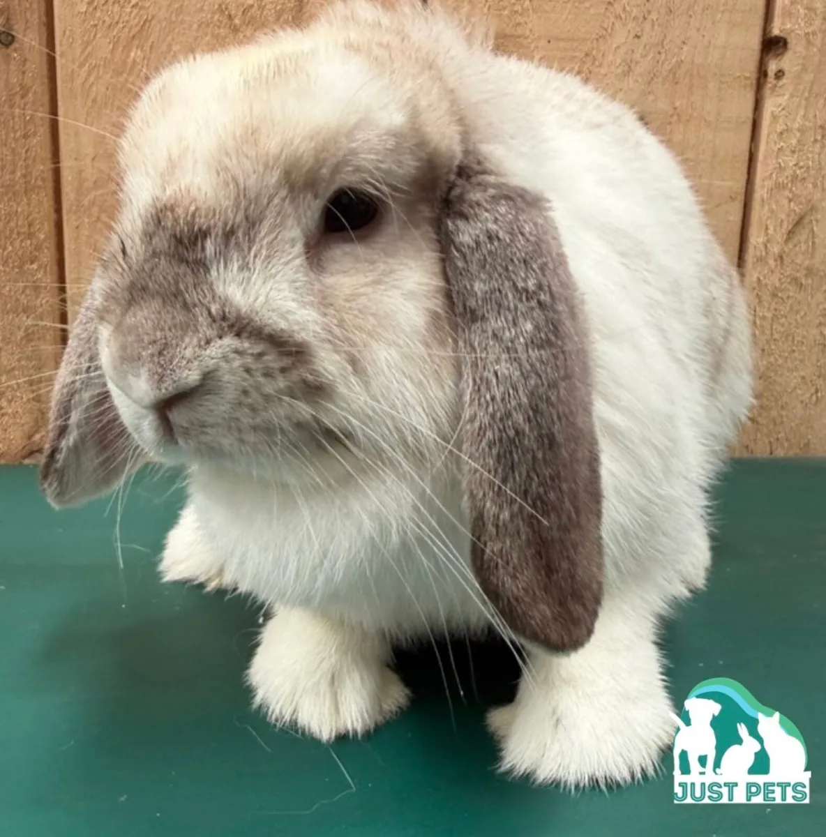 Pedigree Mini Lop Bunnies - Image 3