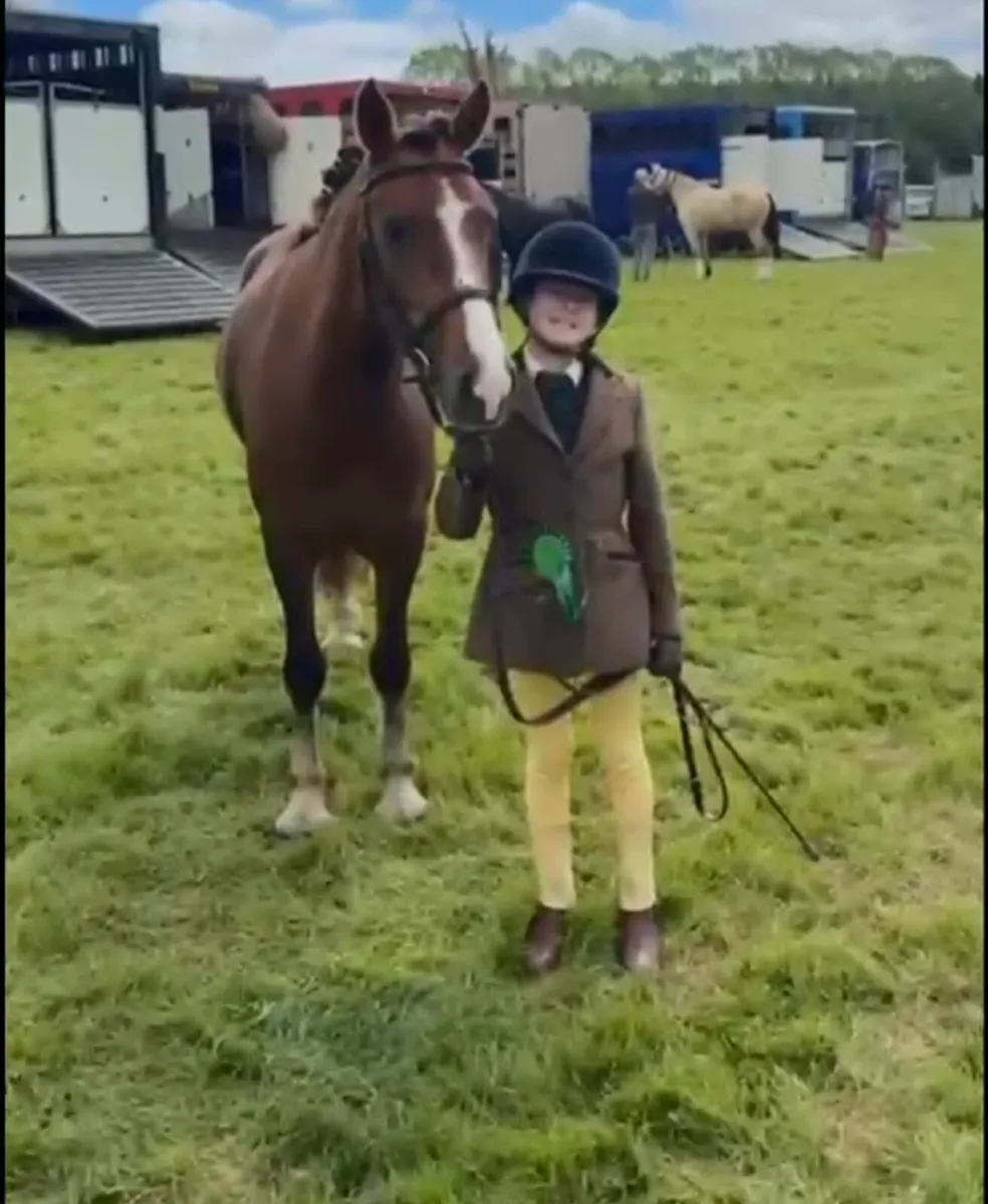 Schoolmaster pony - Image 4