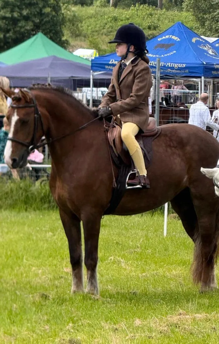 Schoolmaster pony - Image 1