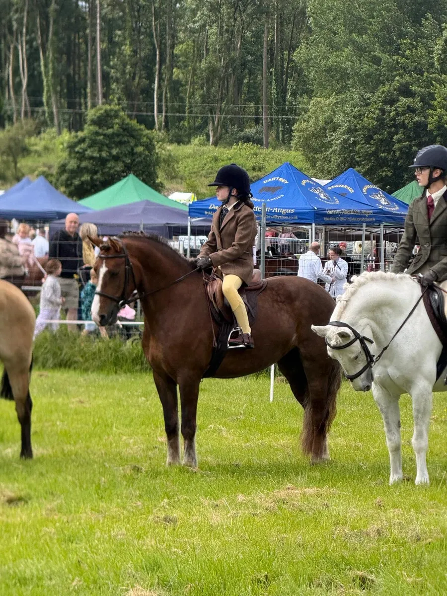 Schoolmaster pony - Image 2