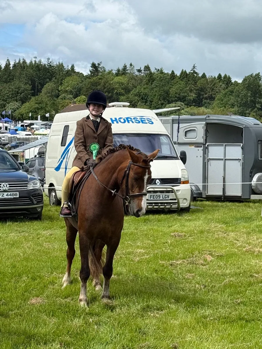 Schoolmaster pony - Image 3