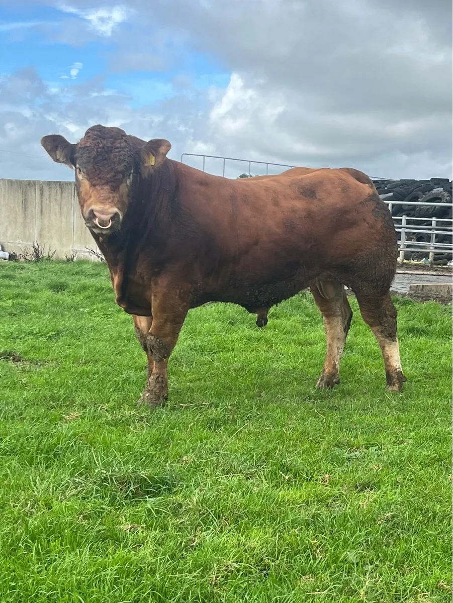 Limousin Bull - Image 1