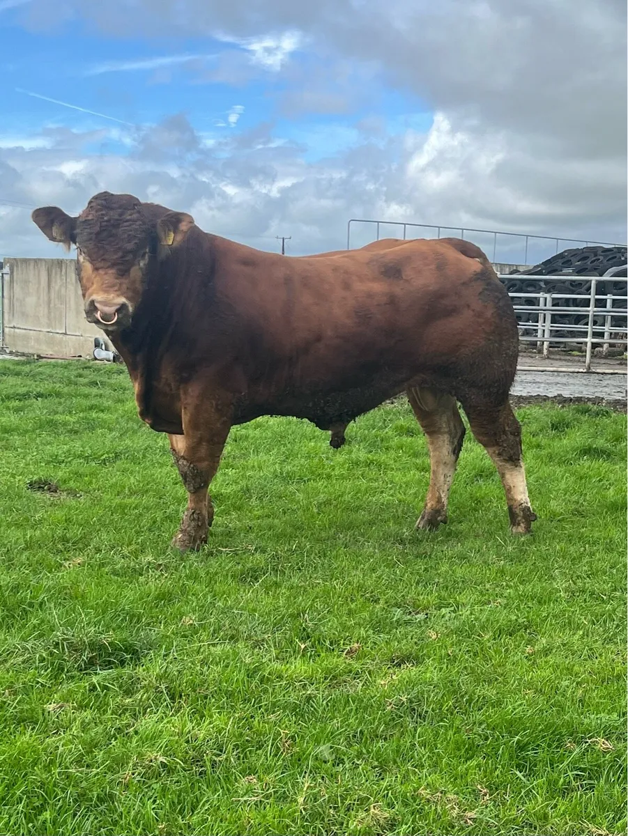 Limousin Bull - Image 2