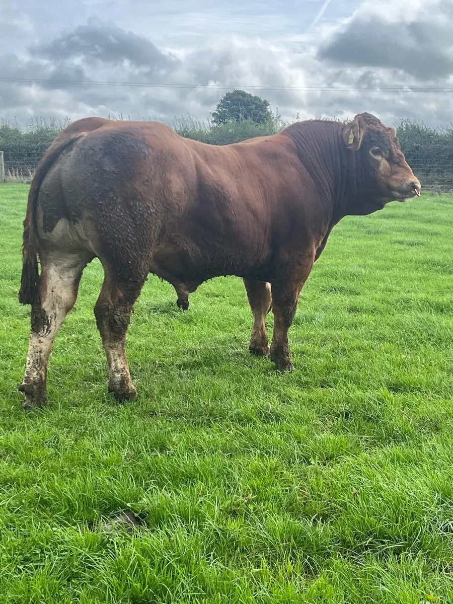 Limousin Bull - Image 3