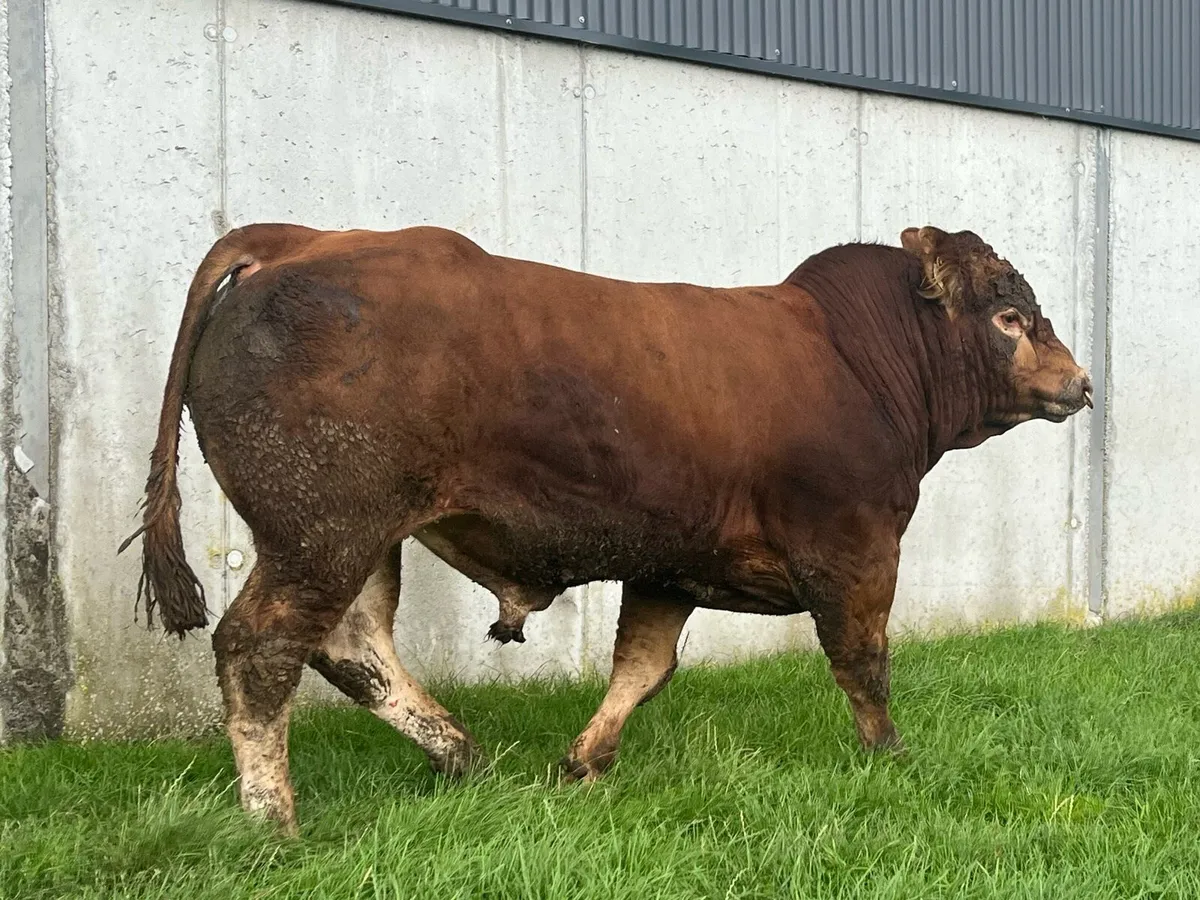 Limousin Bull - Image 4