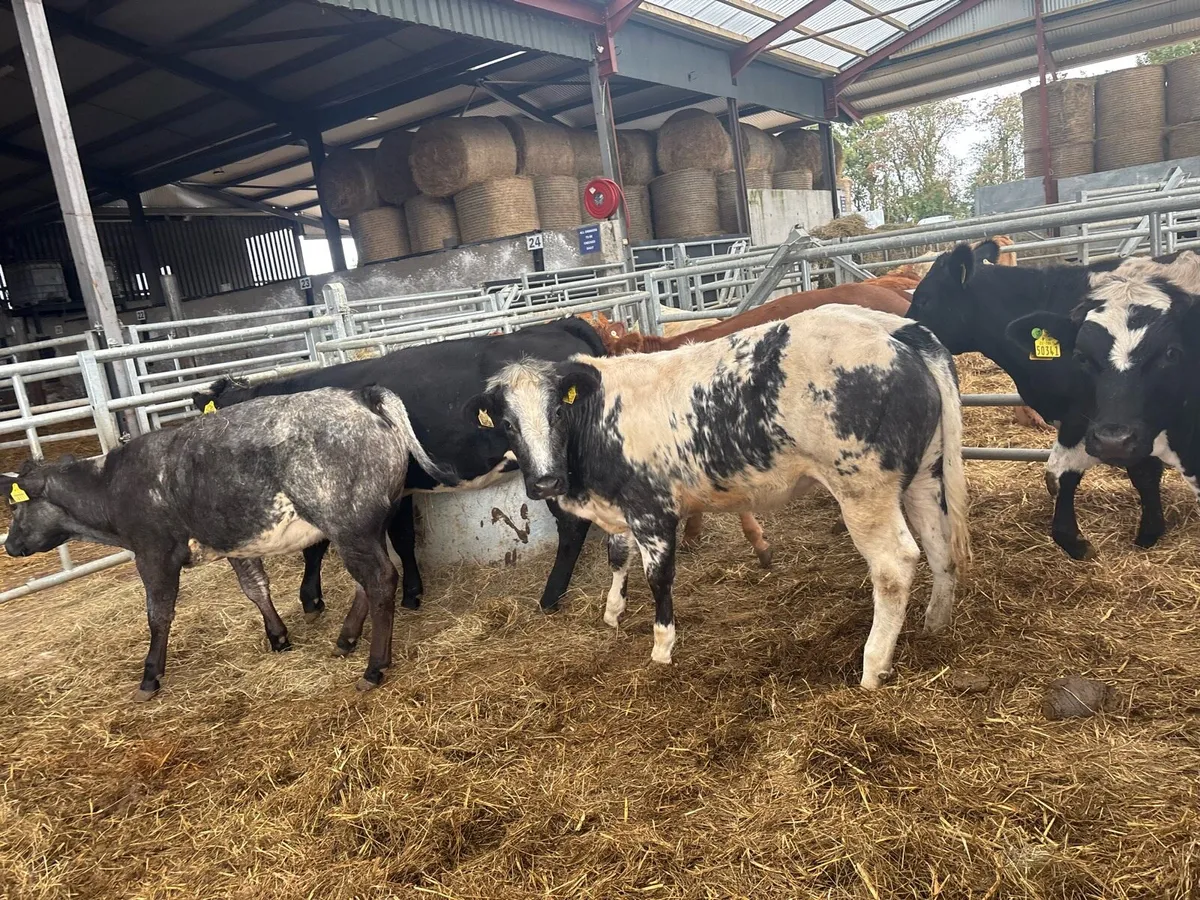 6 super Belgian blue u grade heifers - Image 1