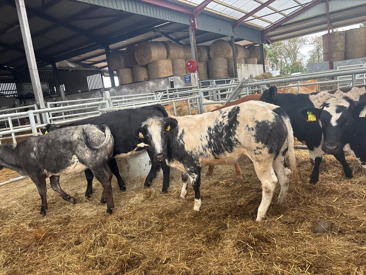 6 super Belgian blue u grade heifers - Image 2