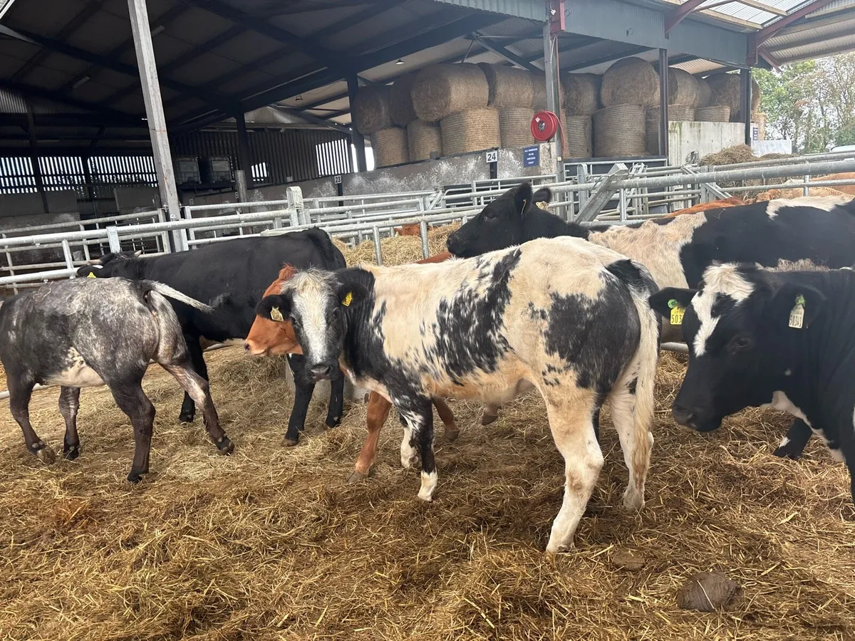 6 super Belgian blue u grade heifers - Image 3