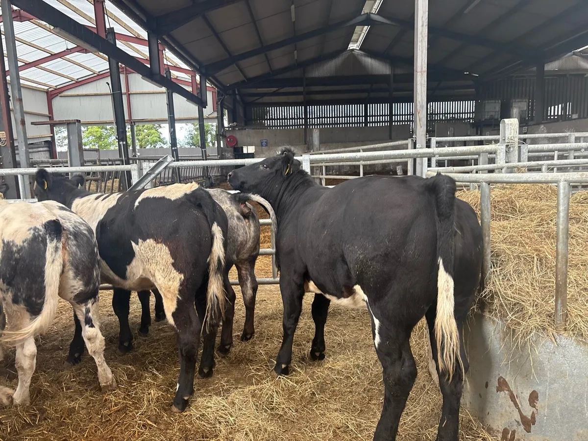 6 super Belgian blue u grade heifers - Image 4