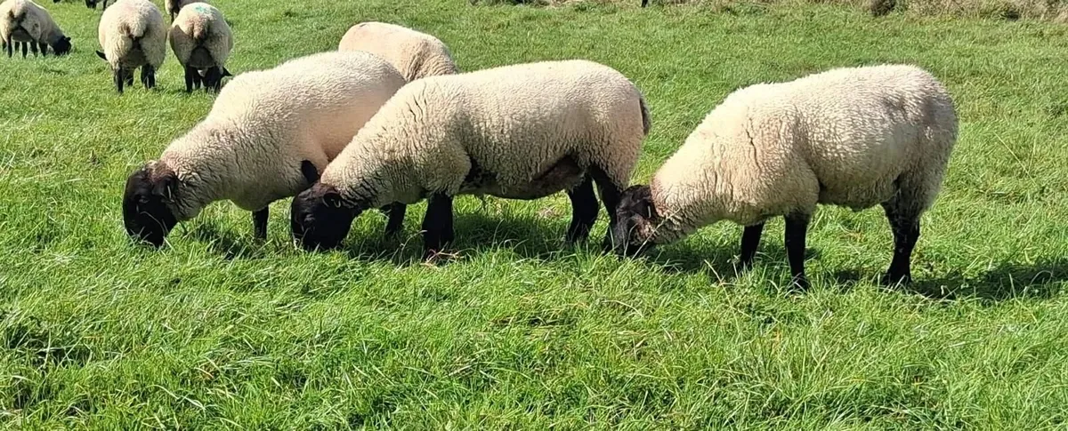 Suffolk Mule Ewe Hoggets - Image 2