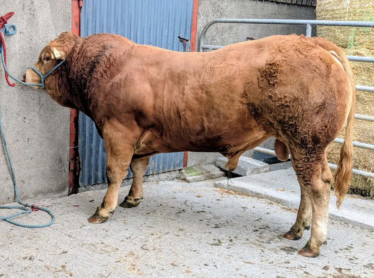 Limousin Bulls for Sale - Image 1