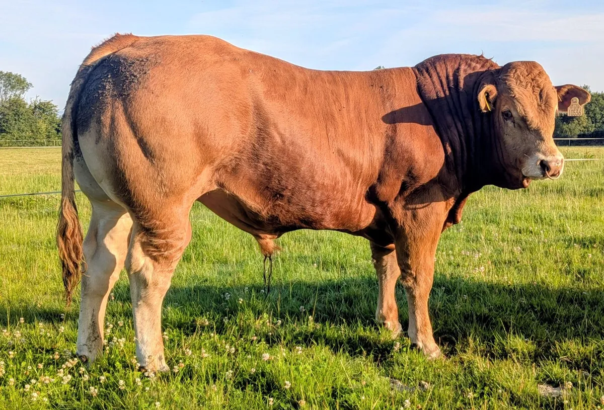 Limousin Bulls for Sale - Image 2