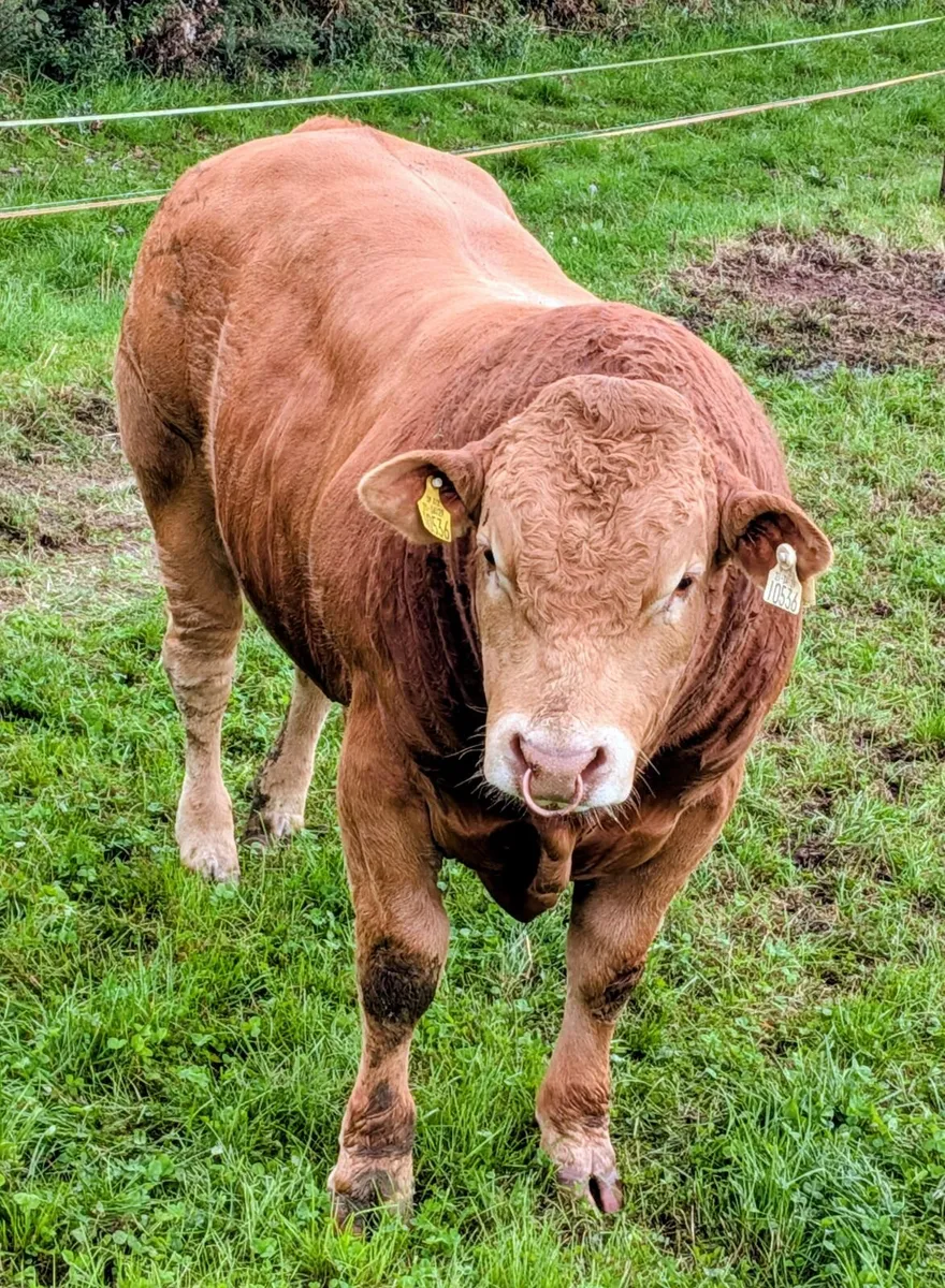 Limousin Bulls for Sale - Image 3