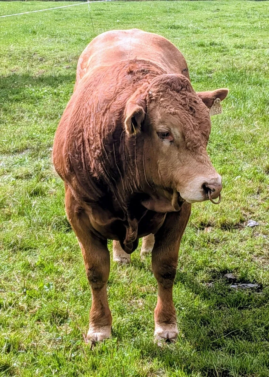 Limousin Bulls for Sale - Image 4