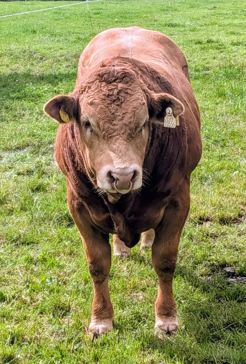 Limousin Bulls for Sale - Image 4