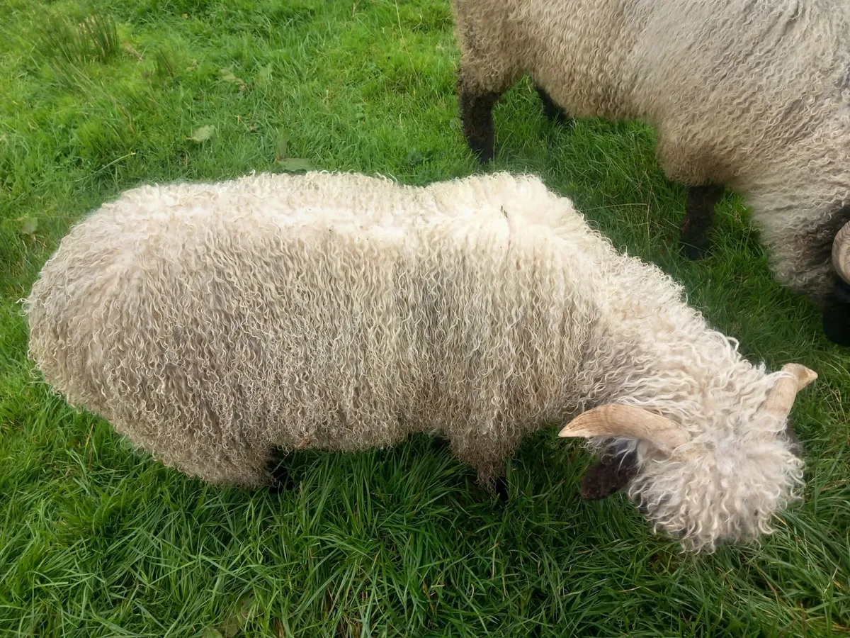 Valais blacknose Ram lamb - Image 2