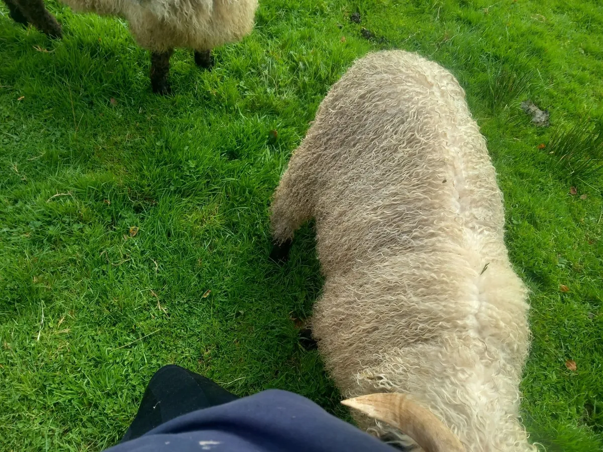 Valais blacknose Ram lamb - Image 3