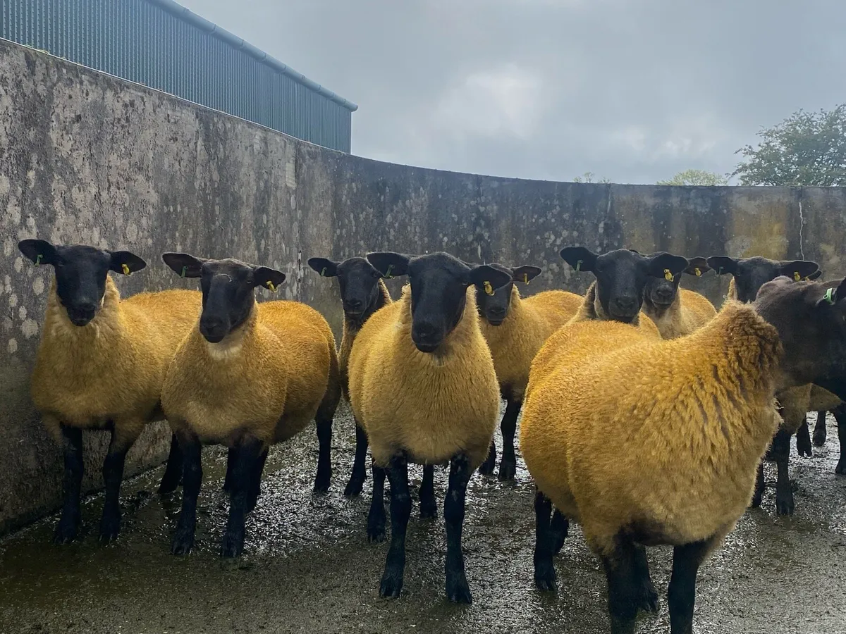 20 Suffolk Hoggets - Image 2