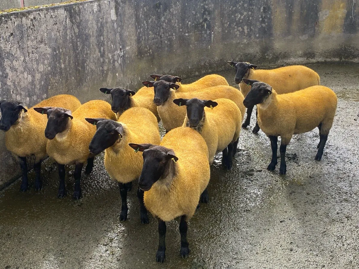 20 Suffolk Hoggets - Image 3