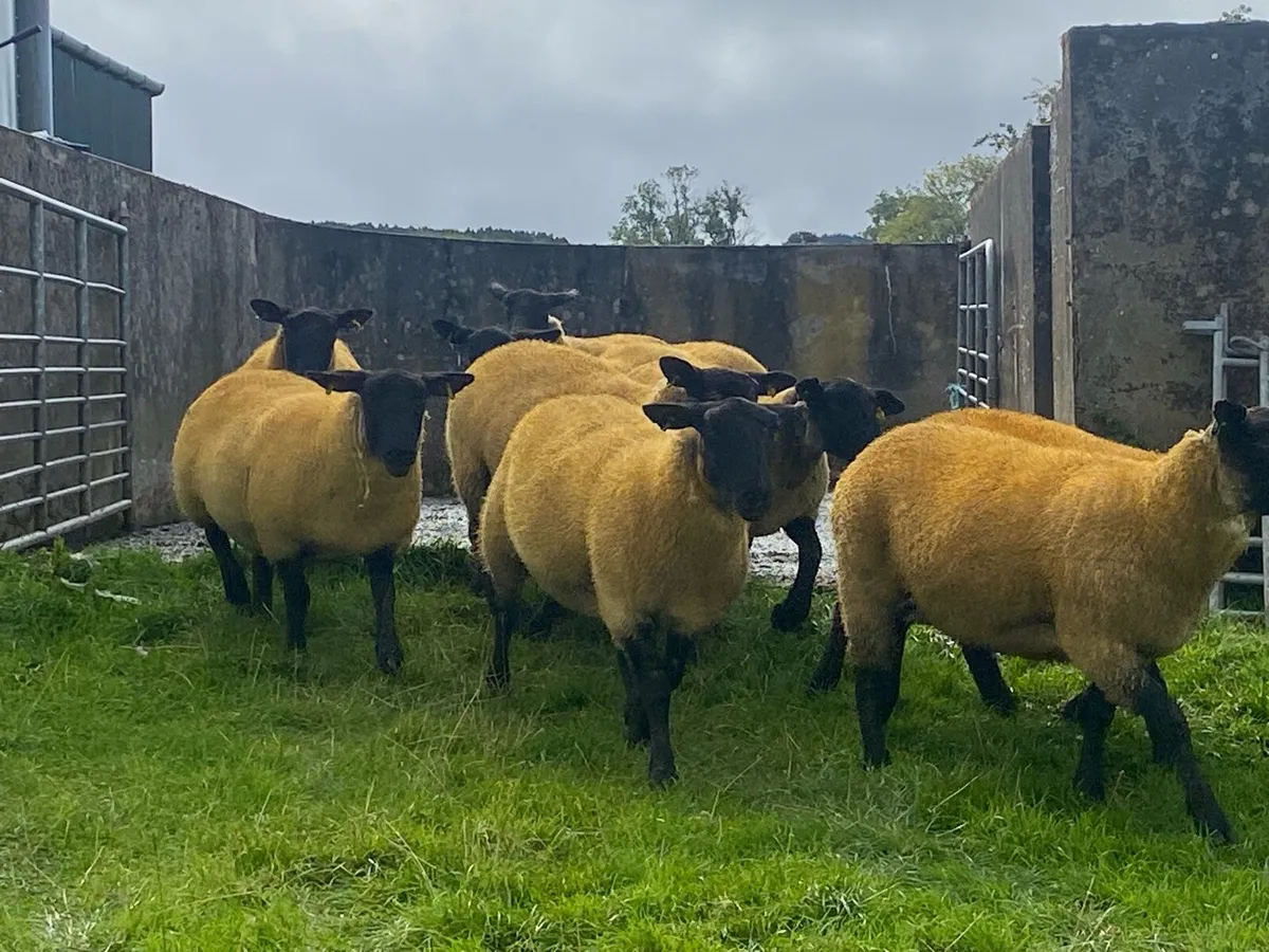 20 Suffolk Hoggets - Image 4