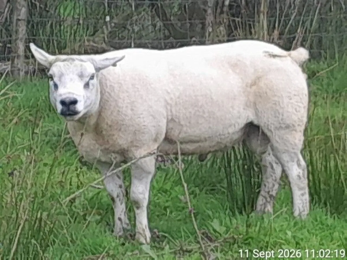 Texel Ram - Image 2