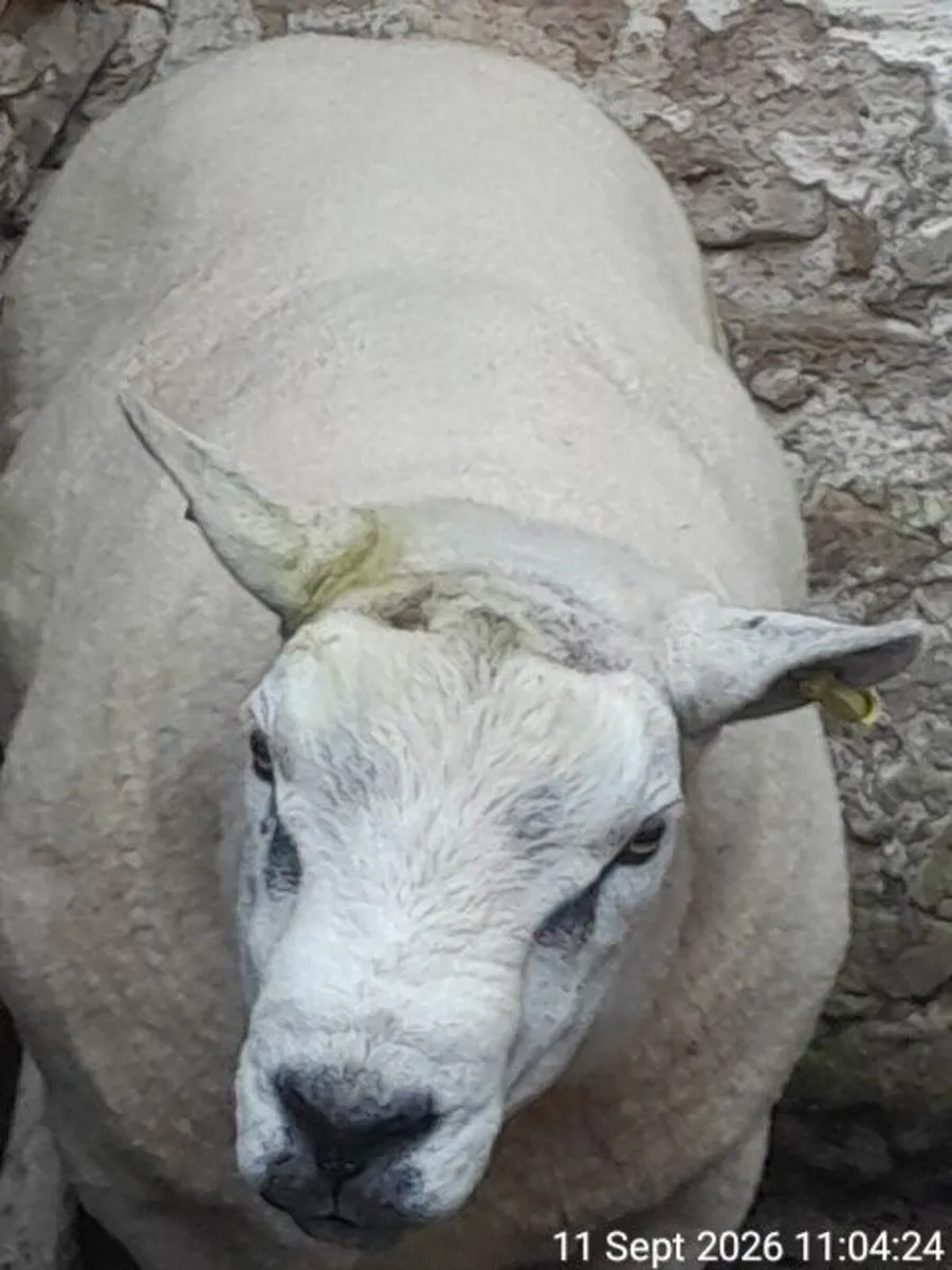 Texel Ram - Image 3