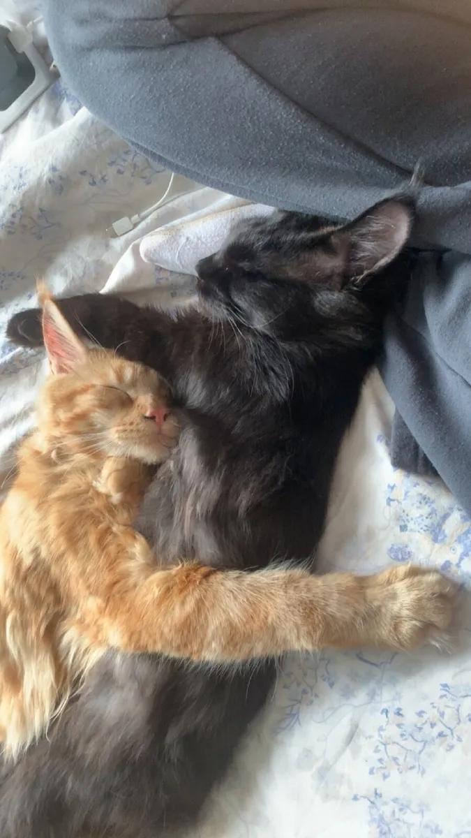 Maine coon - Image 2