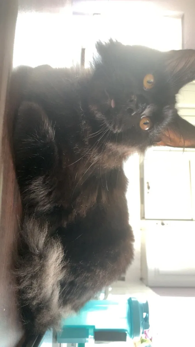 Maine coon - Image 3