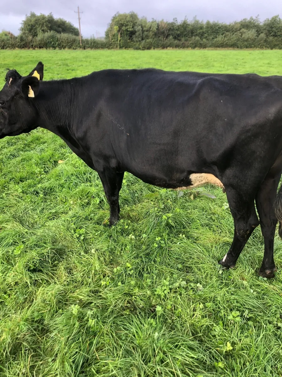 Cow - Image 1