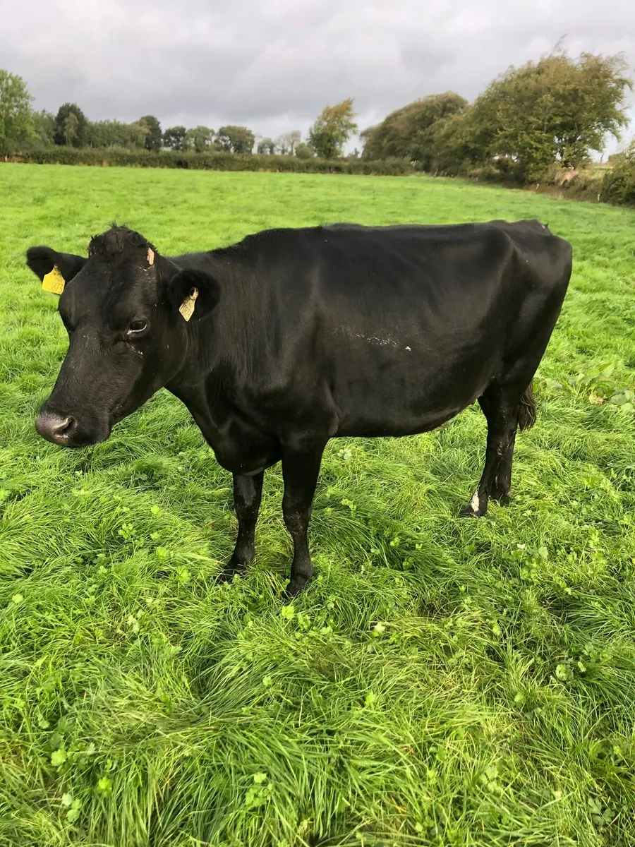 Cow - Image 2