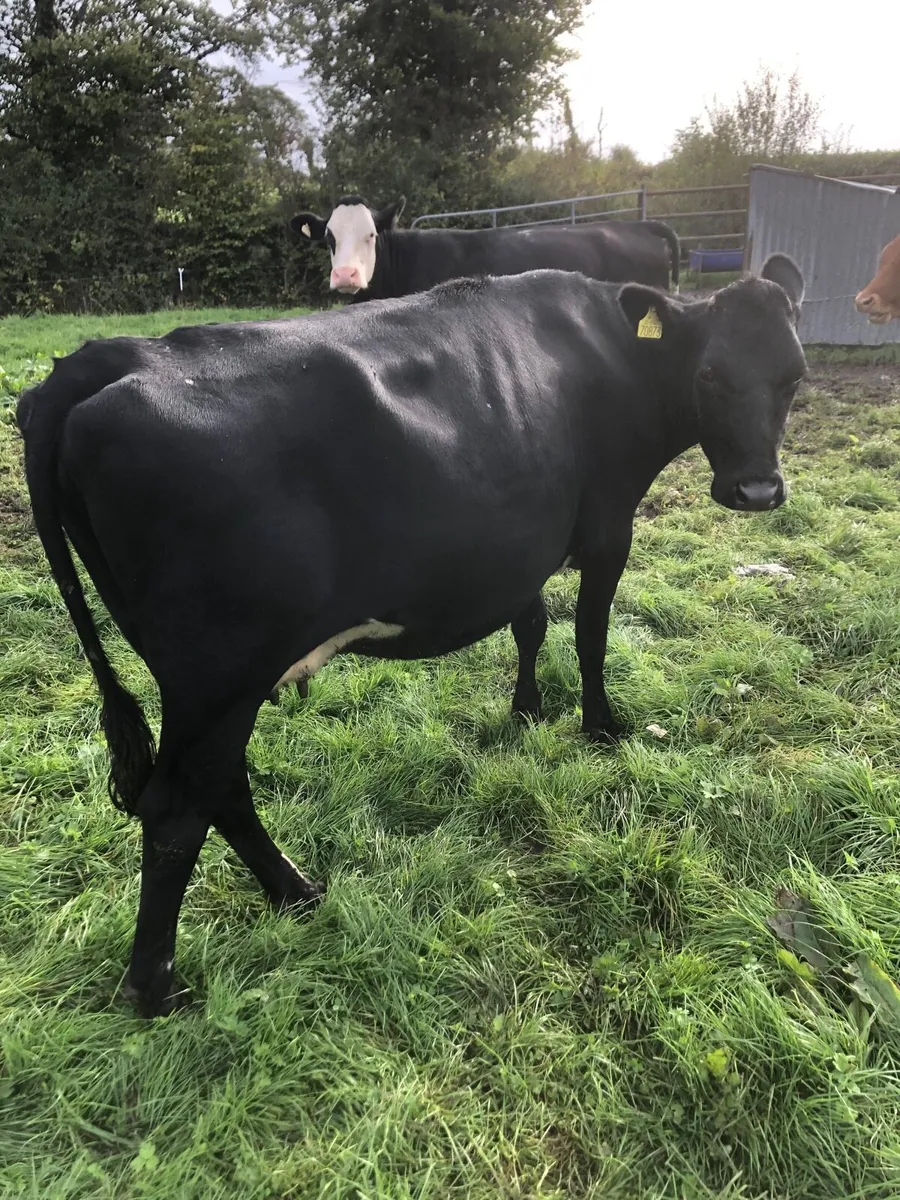 Cow - Image 3