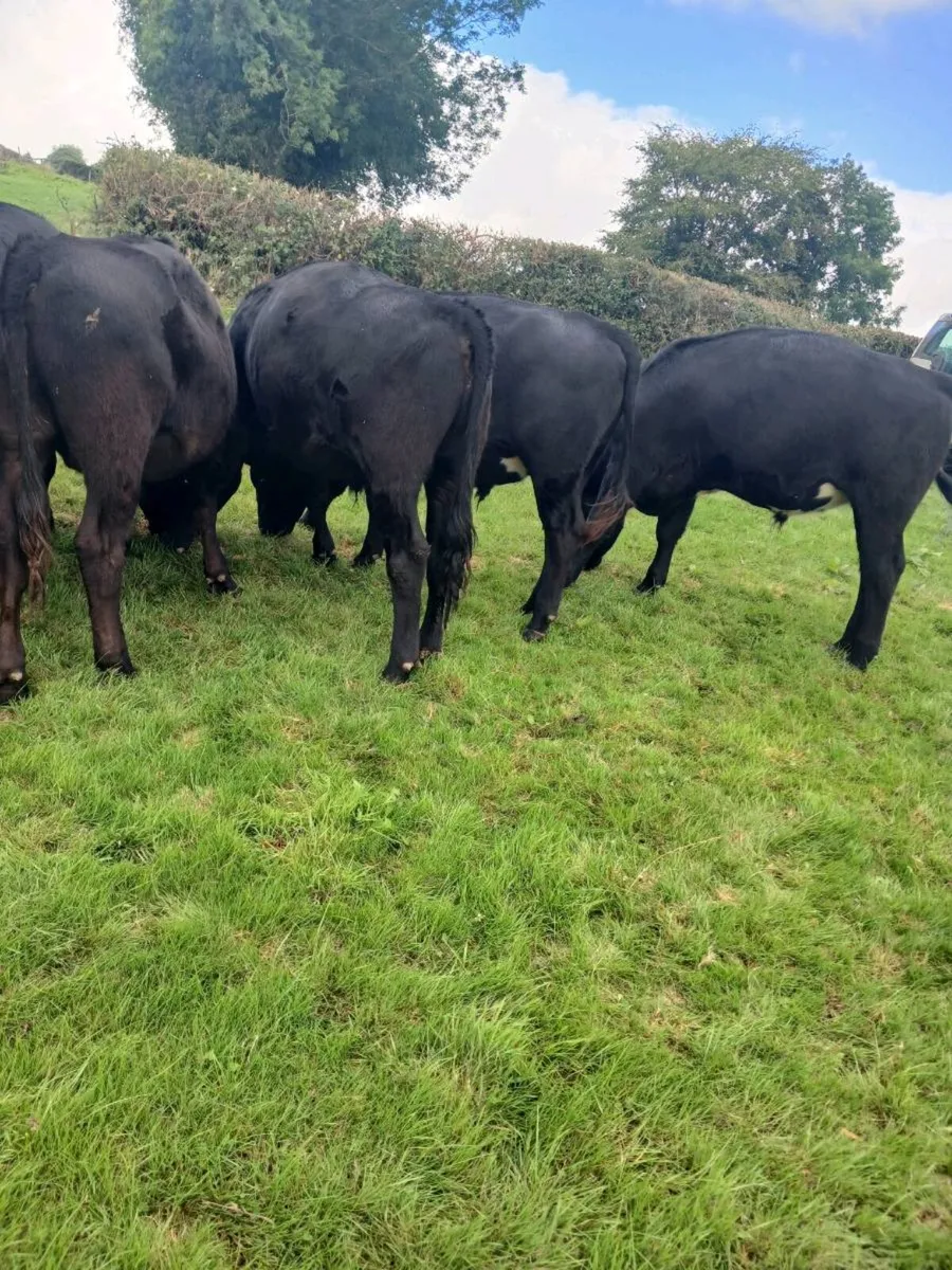 Cattle - Image 1