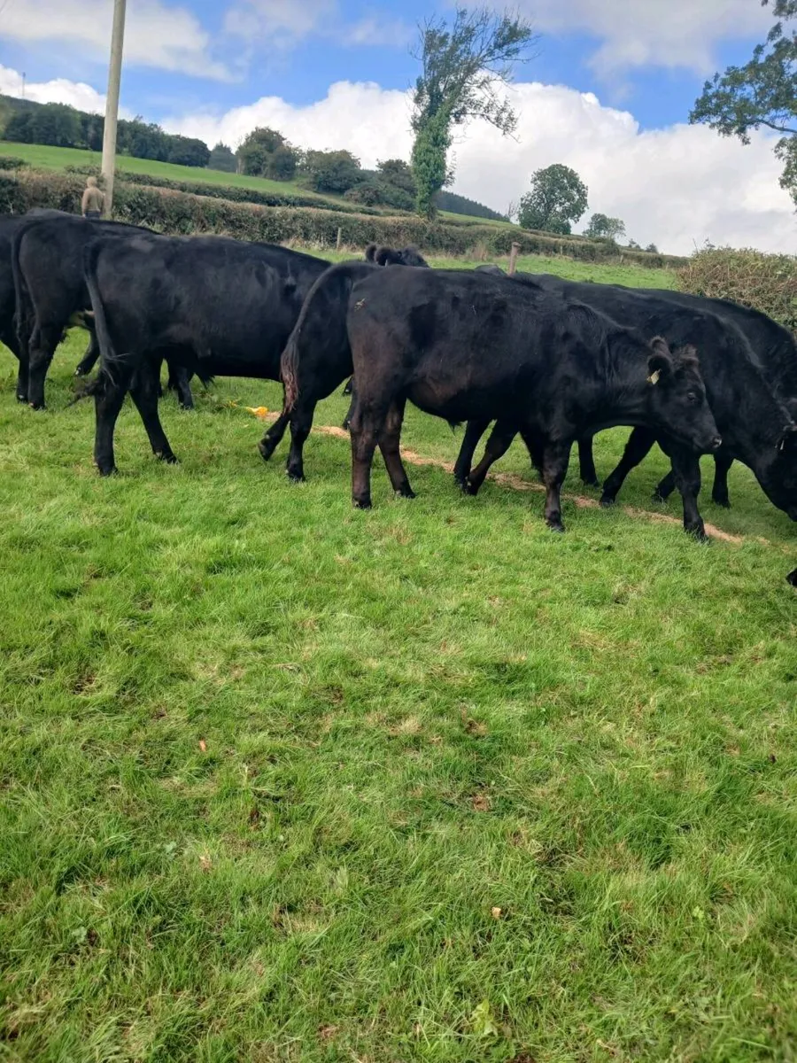 Cattle - Image 2