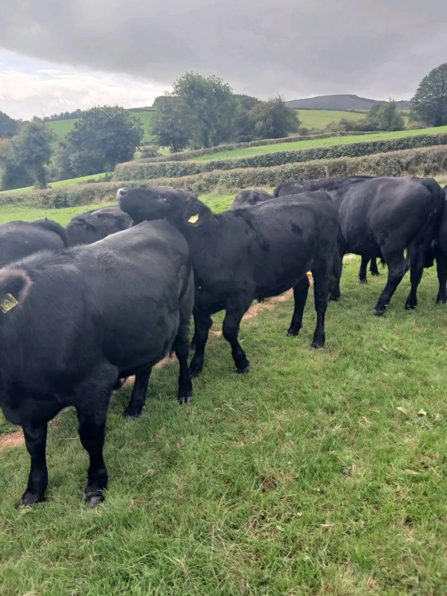 Cattle - Image 4
