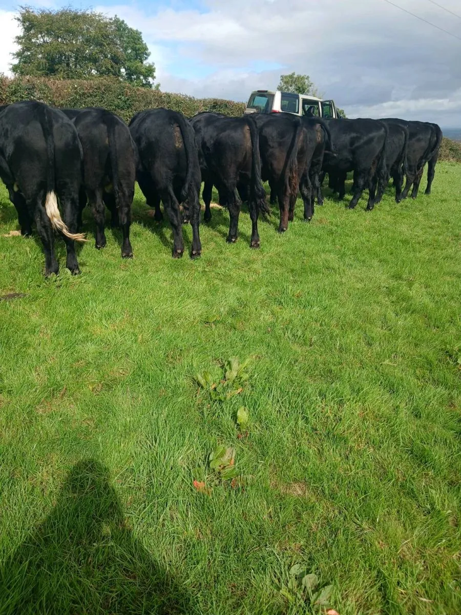 Cattle - Image 3
