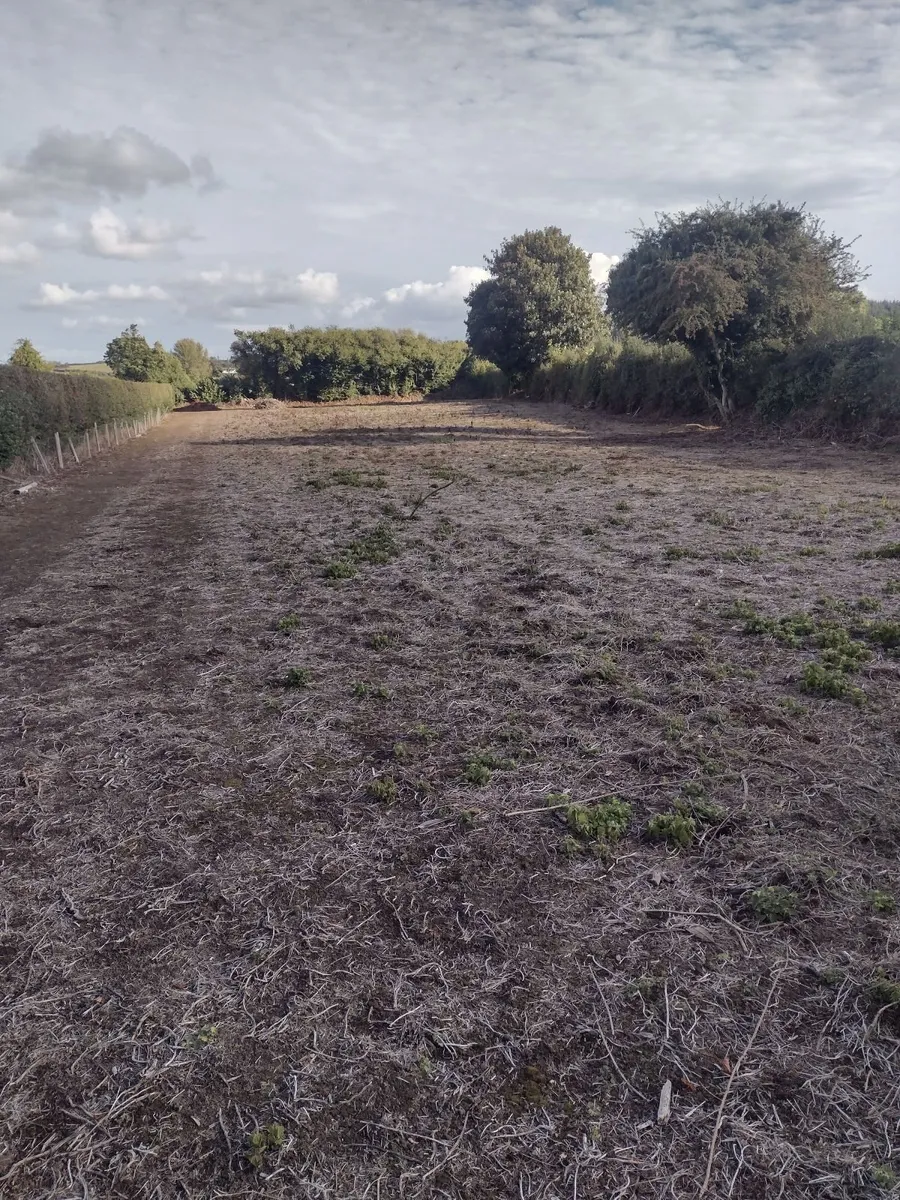 30 standing trees for sale €1000 for the lot - Image 3